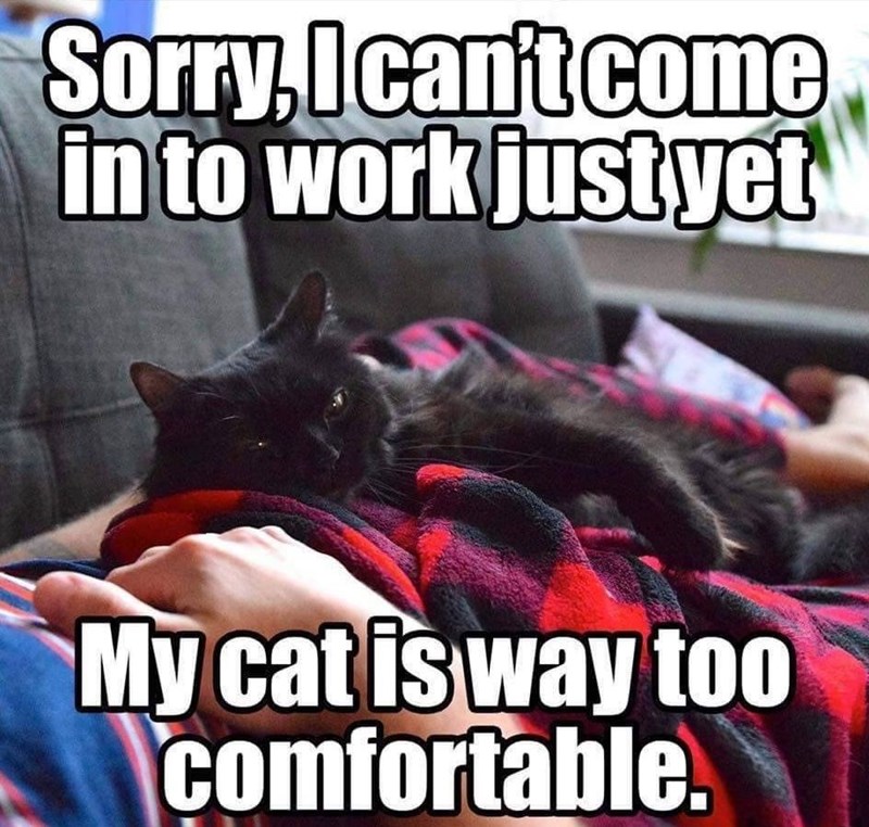 Sorry, I can't come in to work just yet My cat is way too comfortable.