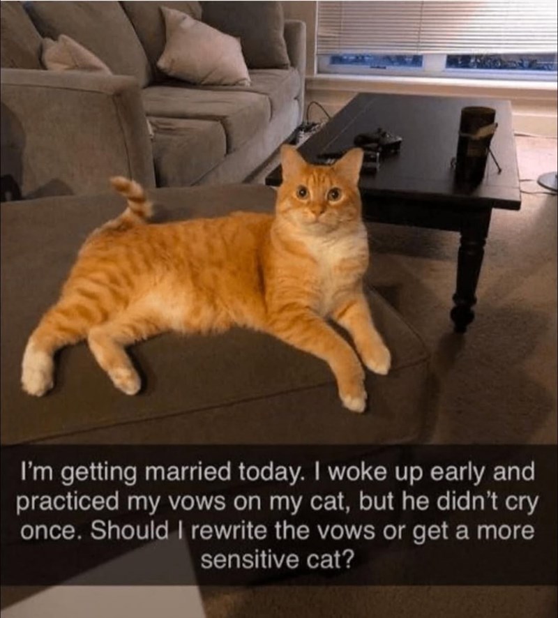I'm getting married today. I woke up early and practiced my vows on my cat, but he didn't cry once. Should I rewrite the vows or get a more sensitive cat?