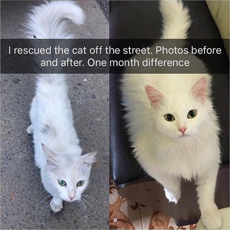 I rescued the cat off the street. Photos before and after. One month difference