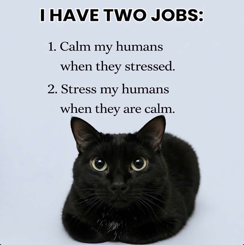 I HAVE TWO JOBS: 1. Calm my humans when they stressed. 2. Stress my humans when they are calm.