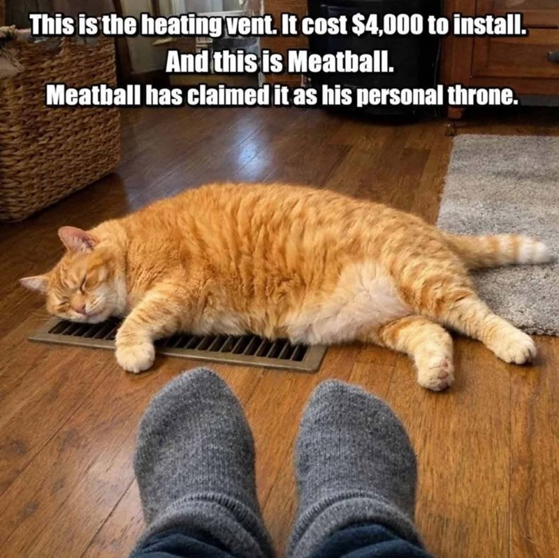 This is the heating vent. It cost $4,000 to install. And this is Meatball. Meatball has claimed it as his personal throne.