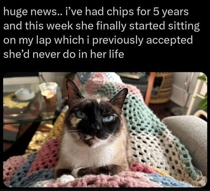 huge news.. i've had chips for 5 years and this week she finally started sitting on my lap which i previously accepted she'd never do in her life