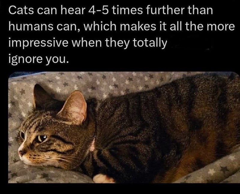 Cats can hear 4-5 times further than humans can, which makes it all the more impressive when they totally ignore you.