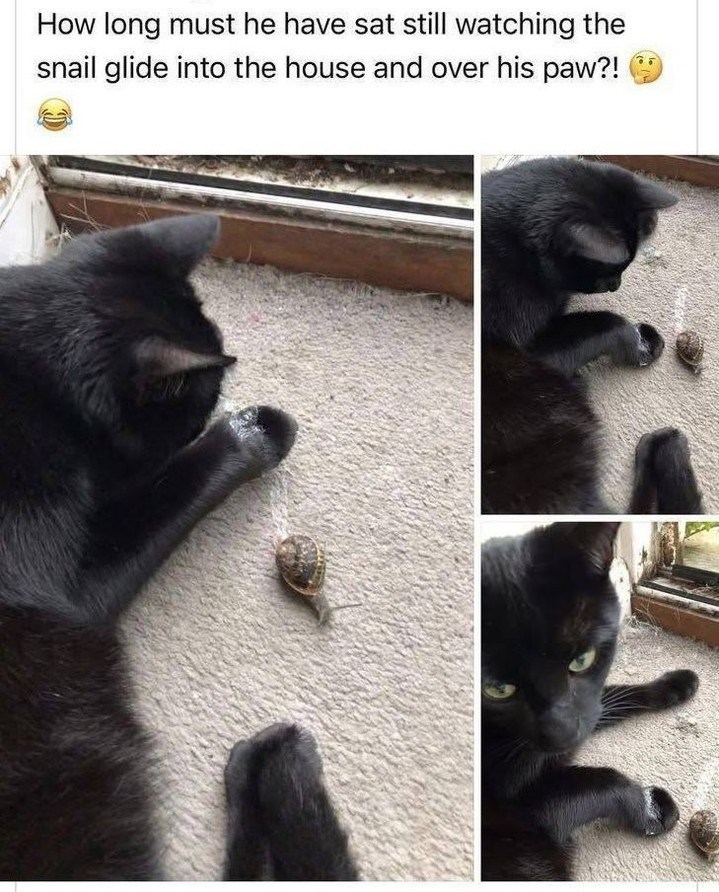How long must he have sat still watching the snail glide into the house and over his paw?!