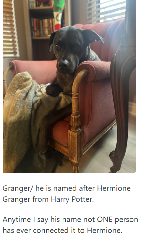 Granger/ he is named after Hermione Granger from Harry Potter. Anytime I say his name not ONE person has ever connected it to Hermione.