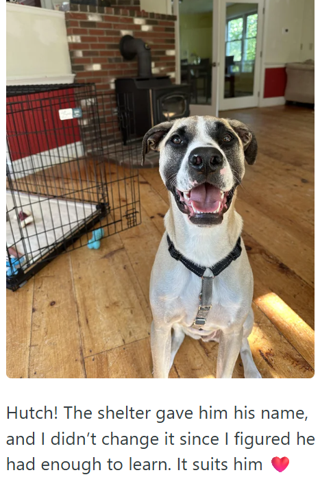 Hutch! The shelter gave him his name, and I didn't change it since I figured he had enough to learn. It suits him