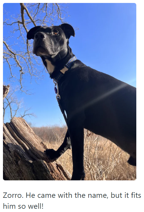 Zorro. He came with the name, but it fits him so well!