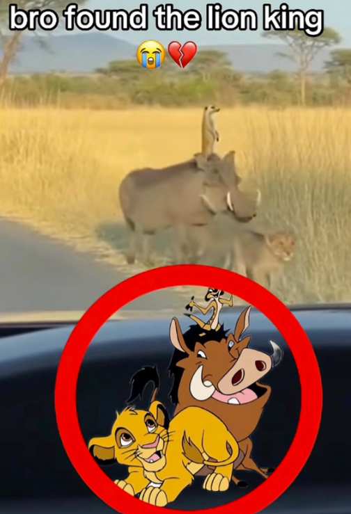 bro found the lion king