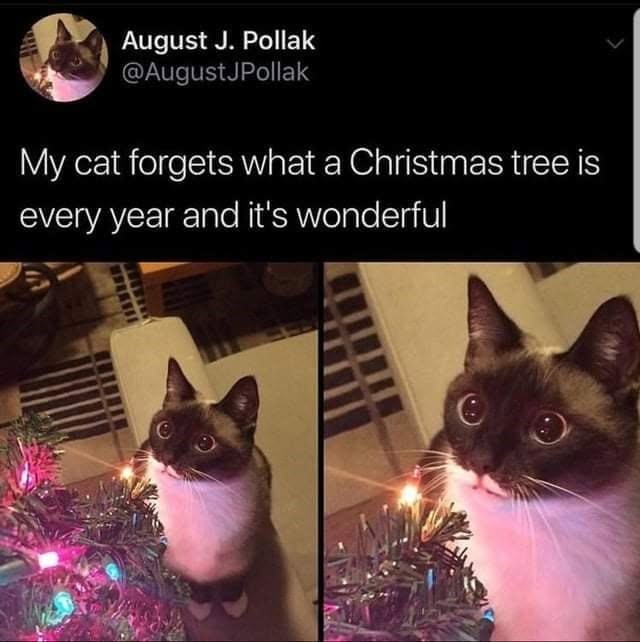 August J. Pollak @AugustJPollak My cat forgets what a Christmas tree is every year and it's wonderful 411