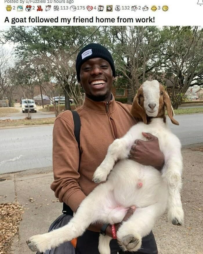 Posted by u/Fuzzie8 10 hours ago 2 113 1754 1322 A goat followed my friend home from work!