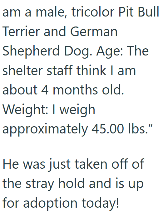 am a male, tricolor Pit Bull Terrier and German Shepherd Dog. Age: The shelter staff think I am about 4 months old. Weight: I weigh approximately 45.00 lbs." He was just taken off of the stray hold and is up for adoption today!