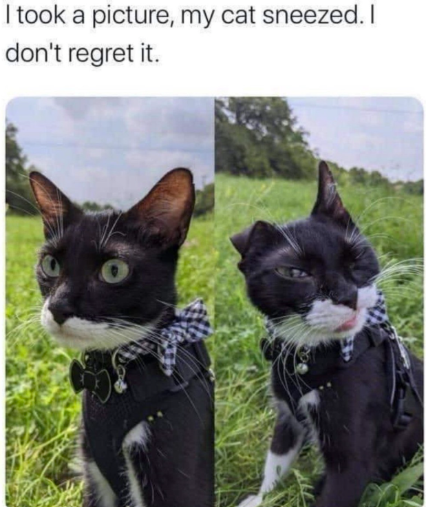 I took a picture, my cat sneezed. I don't regret it.