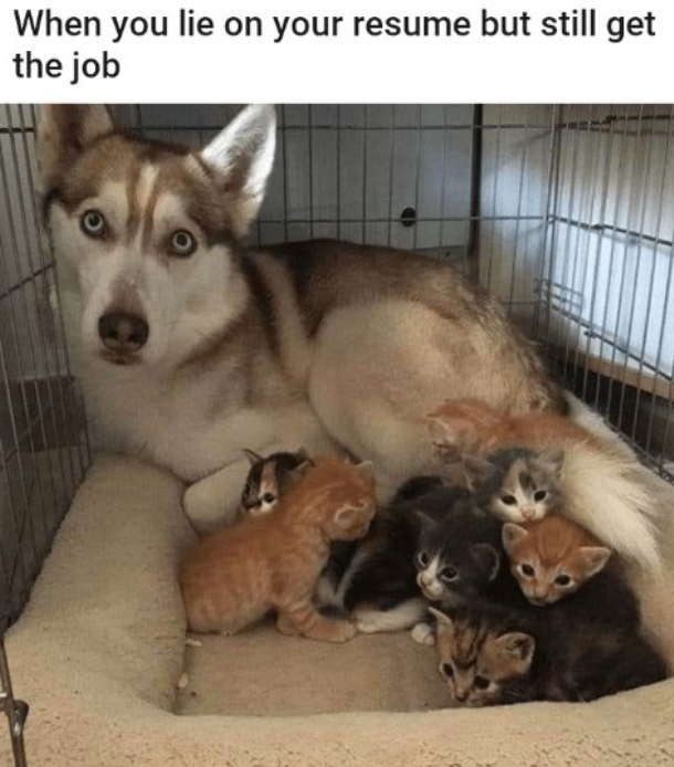 When you lie on your resume but still get the job