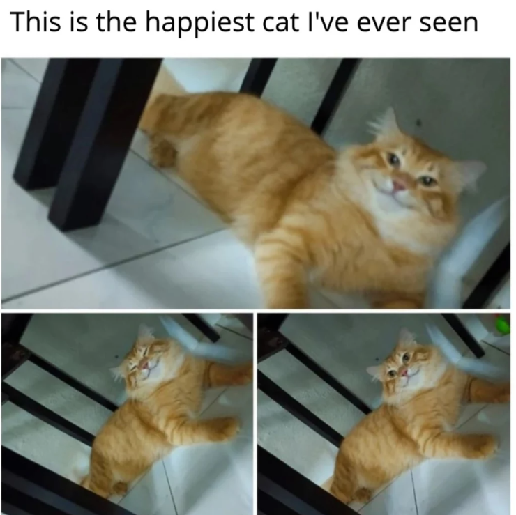 This is the happiest cat I've ever seen