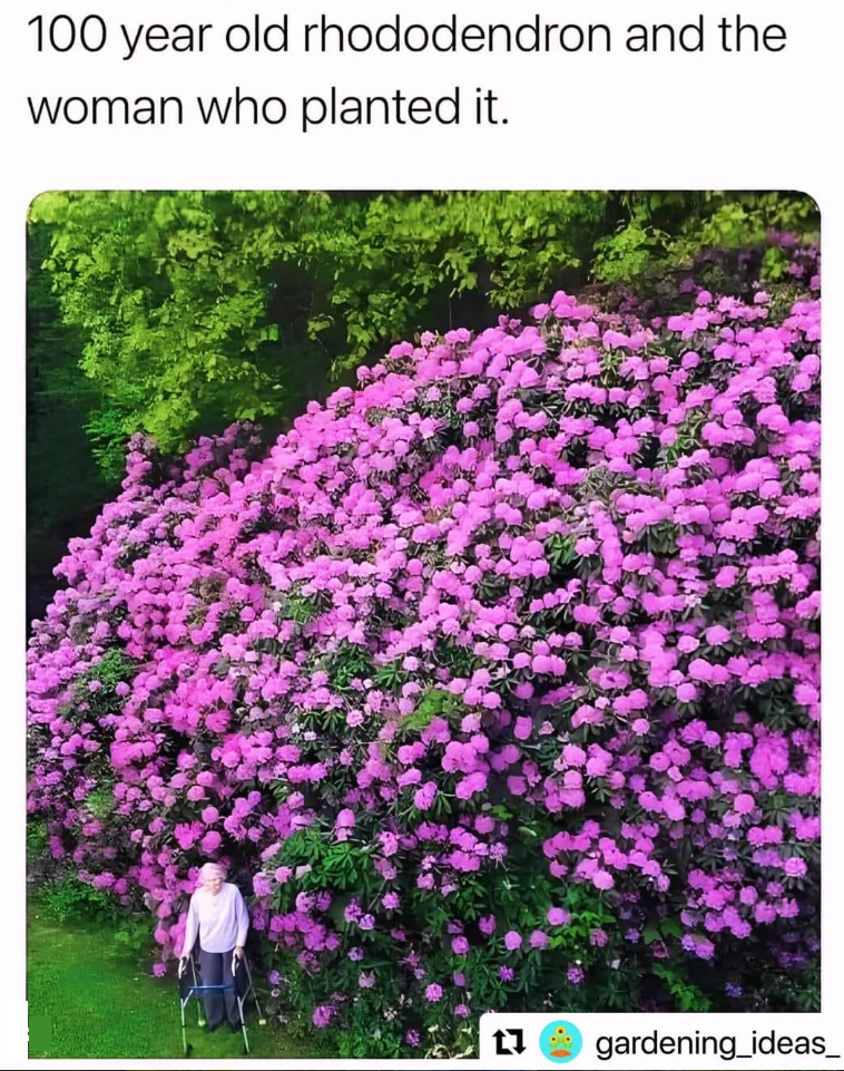 100 year old rhododendron and the woman who planted it. ☑ gardening_ideas_