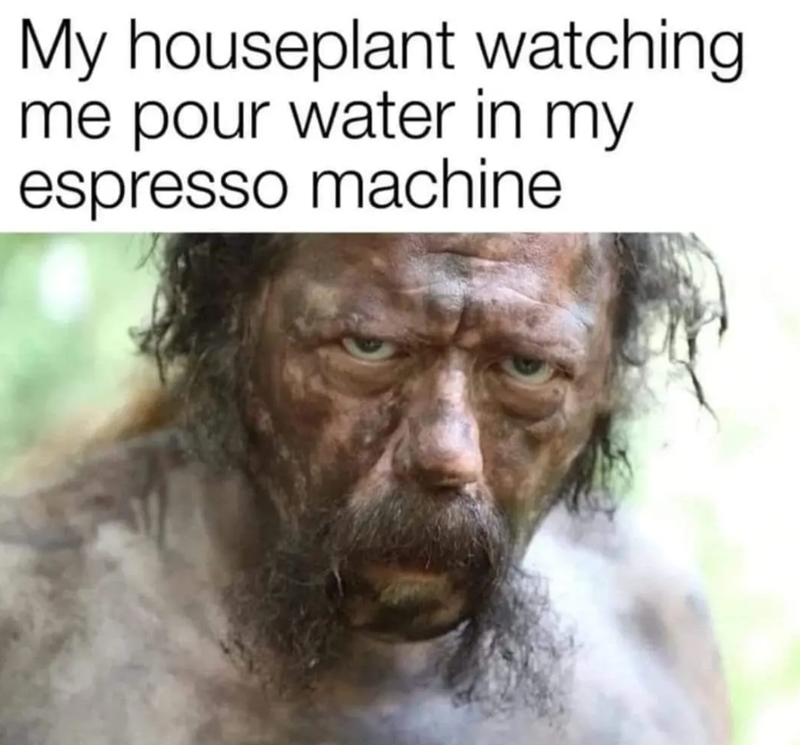My houseplant watching me pour water in my espresso machine