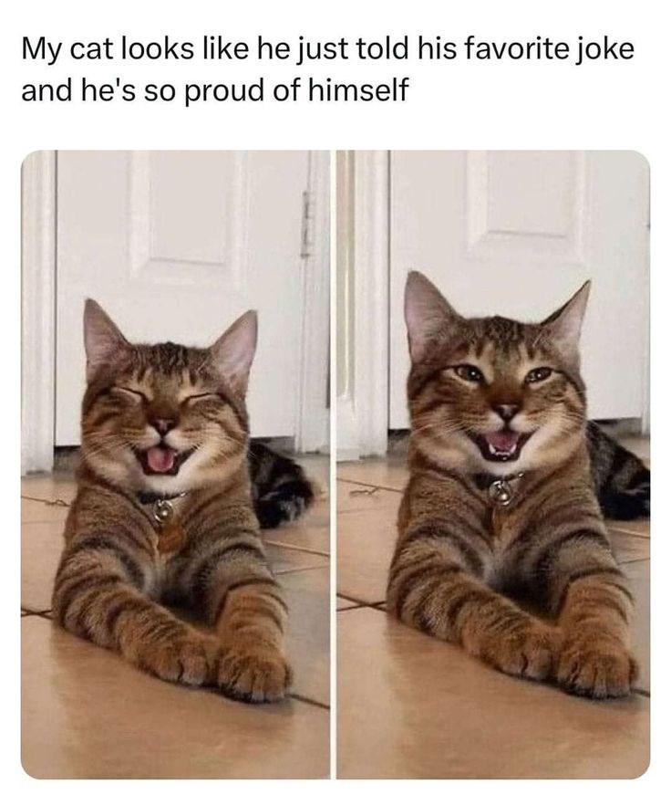 My cat looks like he just told his favorite joke and he's so proud of himself