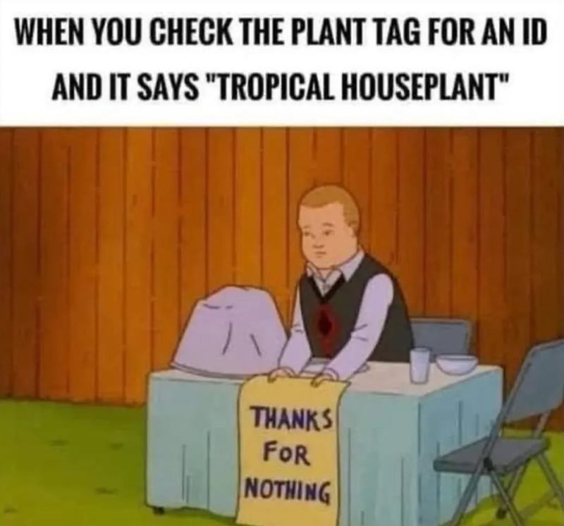 WHEN YOU CHECK THE PLANT TAG FOR AN ID AND IT SAYS "TROPICAL HOUSEPLANT" THANKS FOR NOTHING