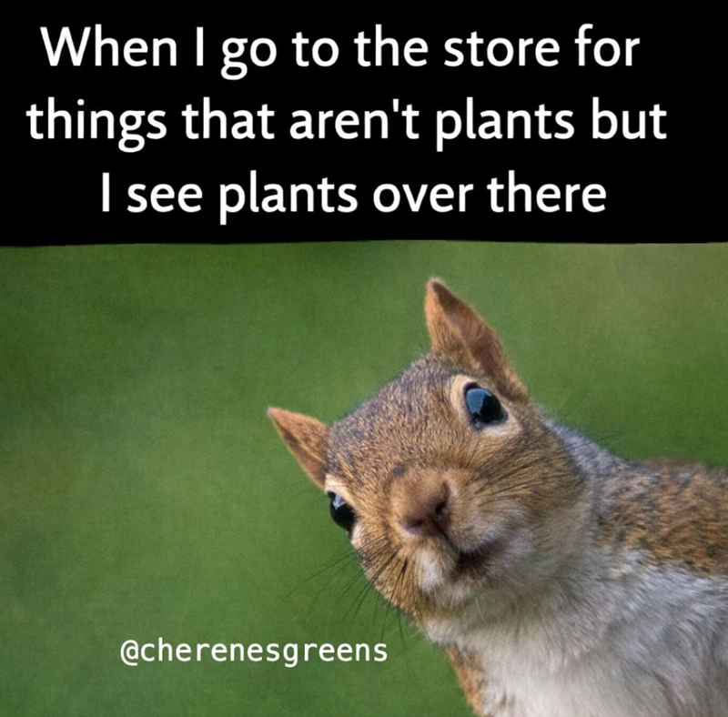 When I go to the store for things that aren't plants but I see plants over there @cherenesgreens