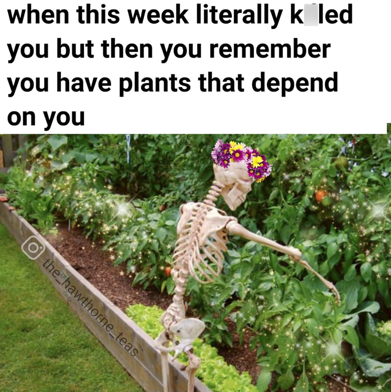 when this week literally koled you but then you remember you have plants that depend on you O the hawthorne_teas