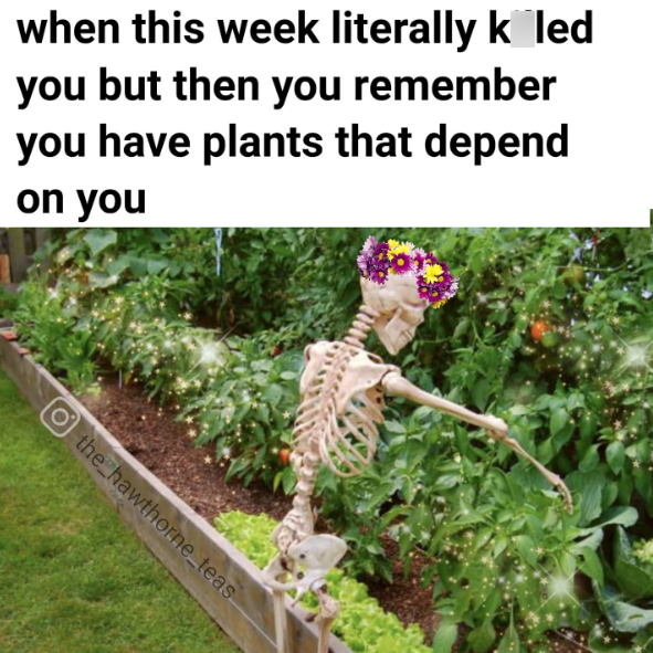 when this week literally k led you but then you remember you have plants that depend on you the hawthorne_teas