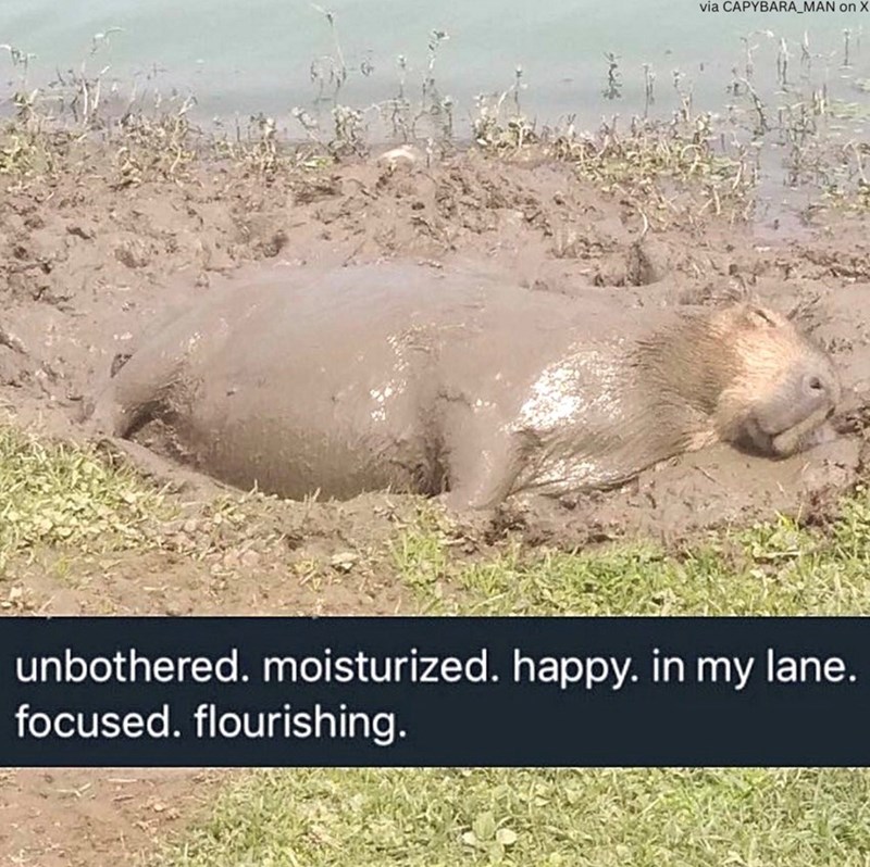 via CAPYBARA_MAN on X unbothered. moisturized. happy. in my lane. focused. flourishing.
