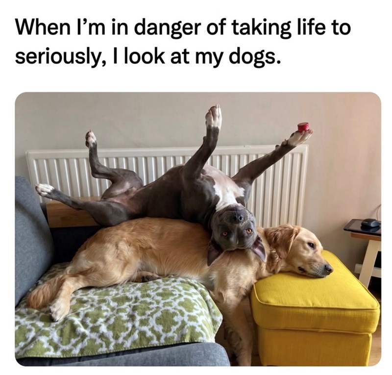 When I'm in danger of taking life to seriously, I look at my dogs.