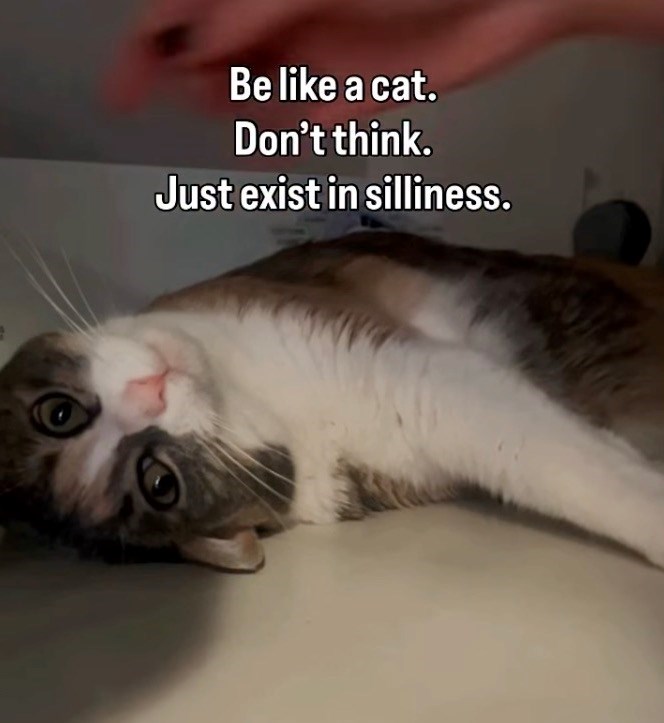 Be like a cat. Don't think. Just exist in silliness.