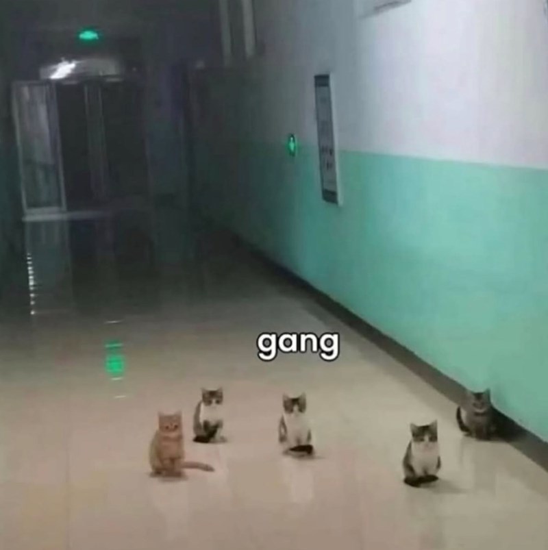 gang 13783