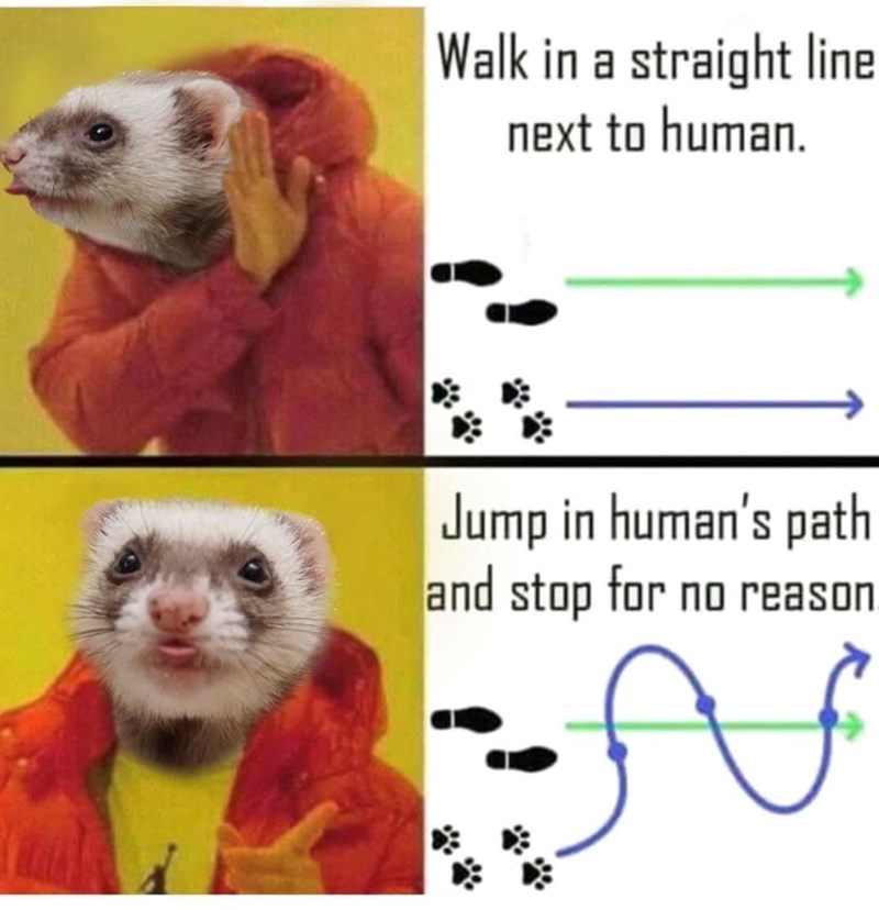 Walk in a straight line next to human. Jump in human's path and stop for no reason. ☑