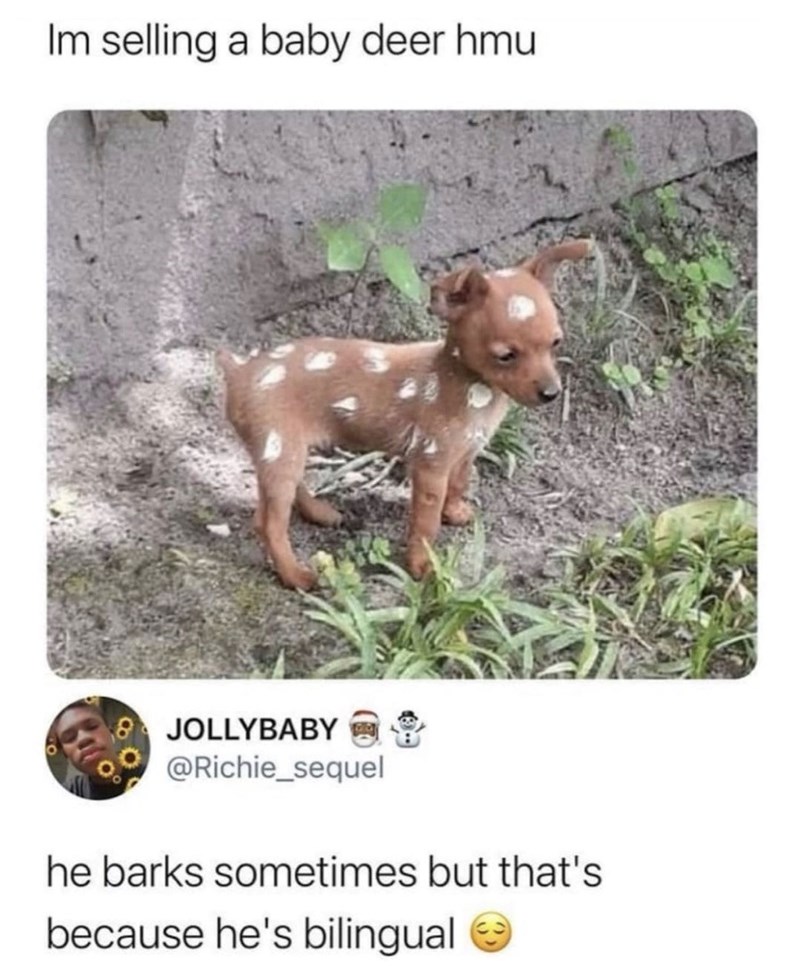 Im selling a baby deer hmu JOLLYBABY @Richie_sequel he barks sometimes but that's because he's bilingual