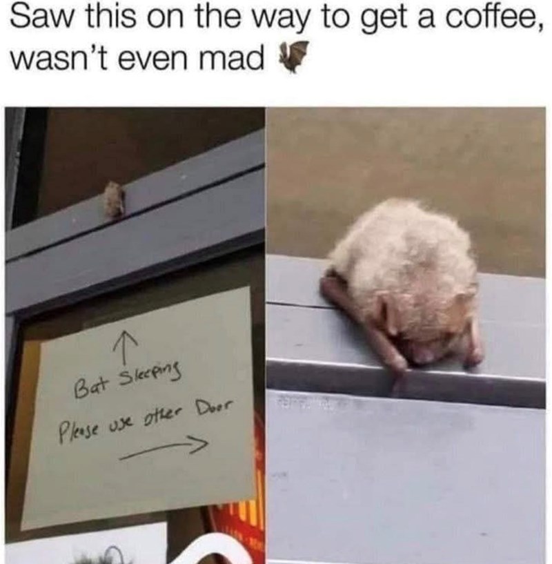 Saw this on the way to get a coffee, wasn't even mad ✓ ↑ Bat Sleeping Please use other Door