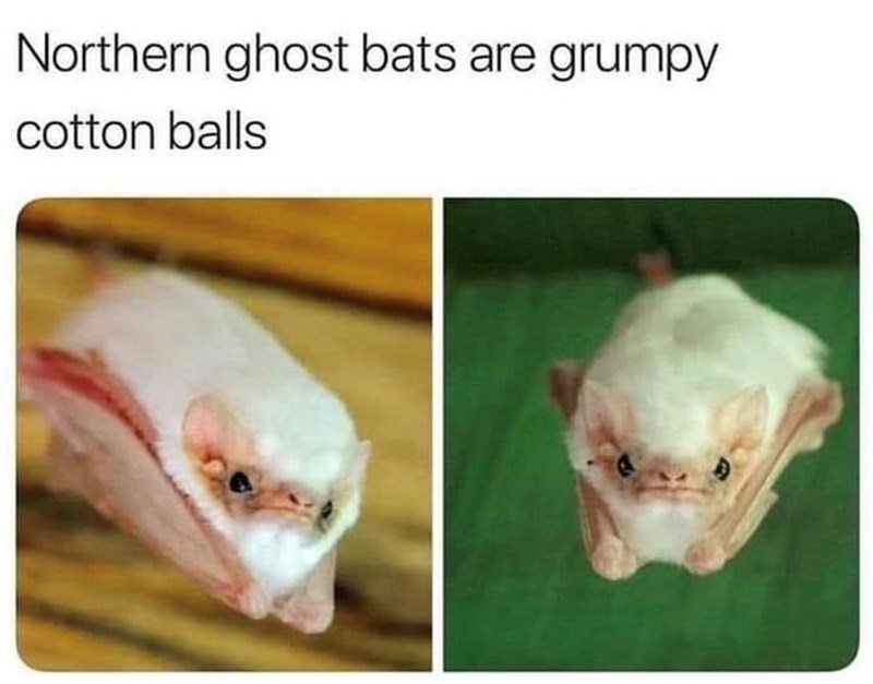 Northern ghost bats are grumpy cotton balls