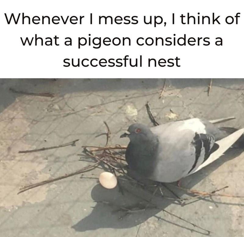 Whenever I mess up, I think of what a pigeon considers a successful nest