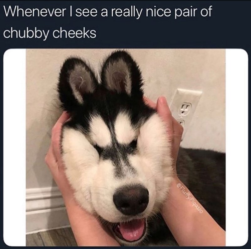 Whenever I see a really nice pair of chubby cheeks eFluffy Pigasso