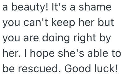 a beauty! It's a shame you can't keep her but you are doing right by her. I hope she's able to be rescued. Good luck!