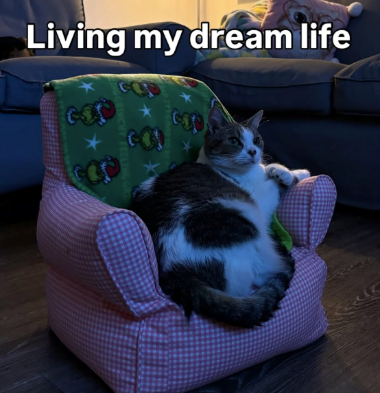 Living my dream life GRINCHY FEELING G