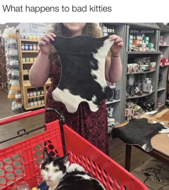 What happens to bad kitties Fredericksbur @the_pizzacat
