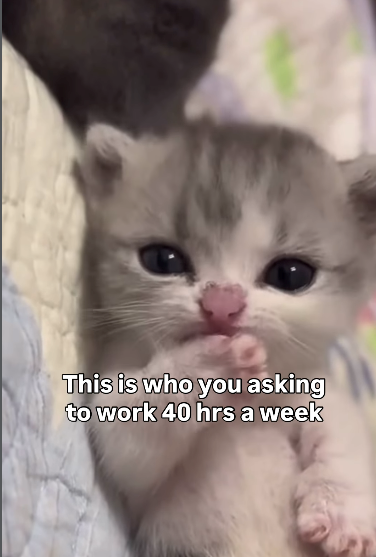 This is who you asking to work 40 hrs a week
