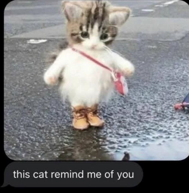 this cat remind me of you