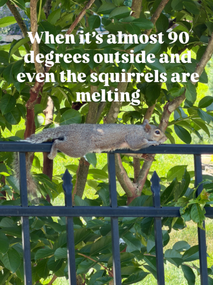 When it's almost 90 degrees outside and even the squirrels are melting