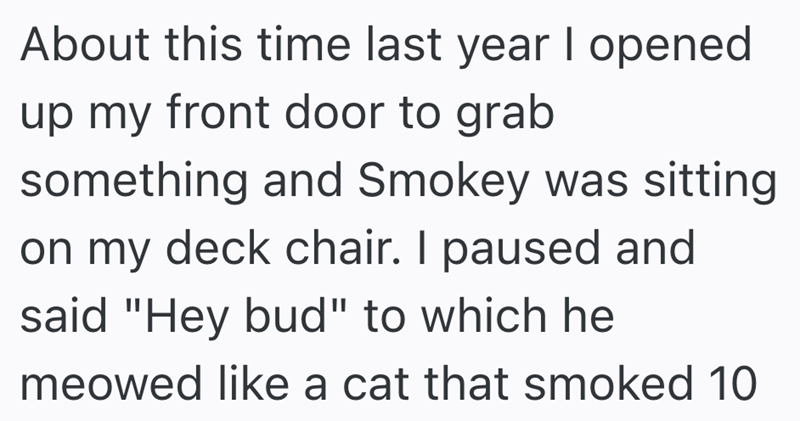 About this time last year I opened up my front door to grab something and Smokey was sitting on my deck chair. I paused and said "Hey bud" to which he meowed like a cat that smoked 10