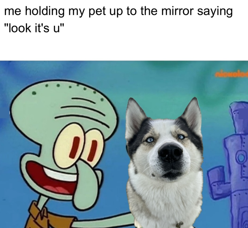 me holding my pet up to the mirror saying. "look it's u" nioxolod