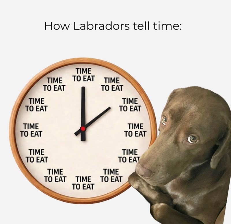 How Labradors tell time: TIME TIME TO EAT TO EAT TIME TO EAT TIME TO EAT TIME TO EAT TIME TO EAT TIME TO EAT TIME TO EAT TIME TO EAT TIME TO EAT TIME TO EAT TIME TO EAT