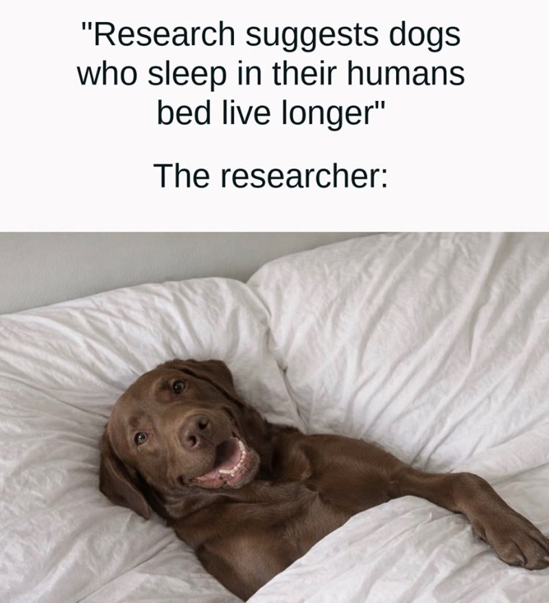 "Research suggests dogs who sleep in their humans bed live longer" The researcher: