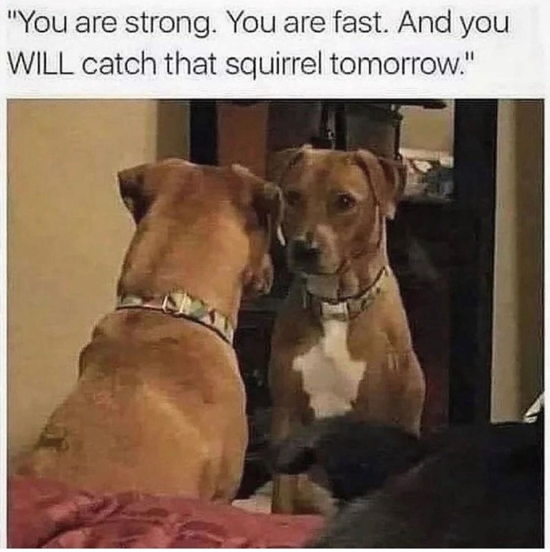 "You are strong. You are fast. And you WILL catch that squirrel tomorrow."