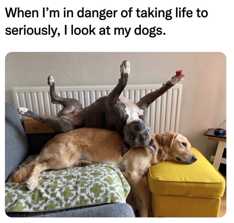 When I'm in danger of taking life to seriously, I look at my dogs.