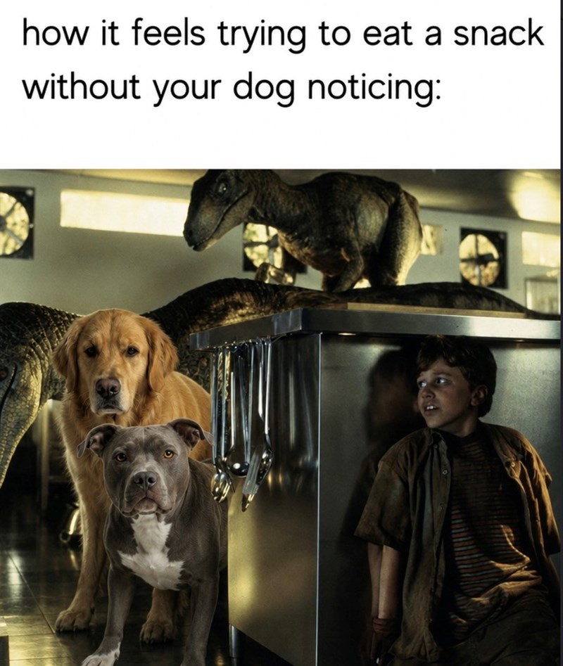how it feels trying to eat a snack without your dog noticing: