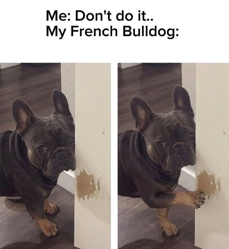 Me: Don't do it.. My French Bulldog: