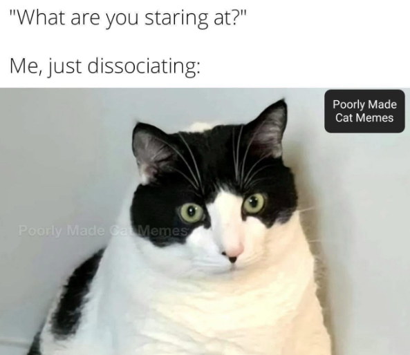 "What are you staring at?" Me, just dissociating: Poorly Made Cat Memes Poorly Made Cat Memes